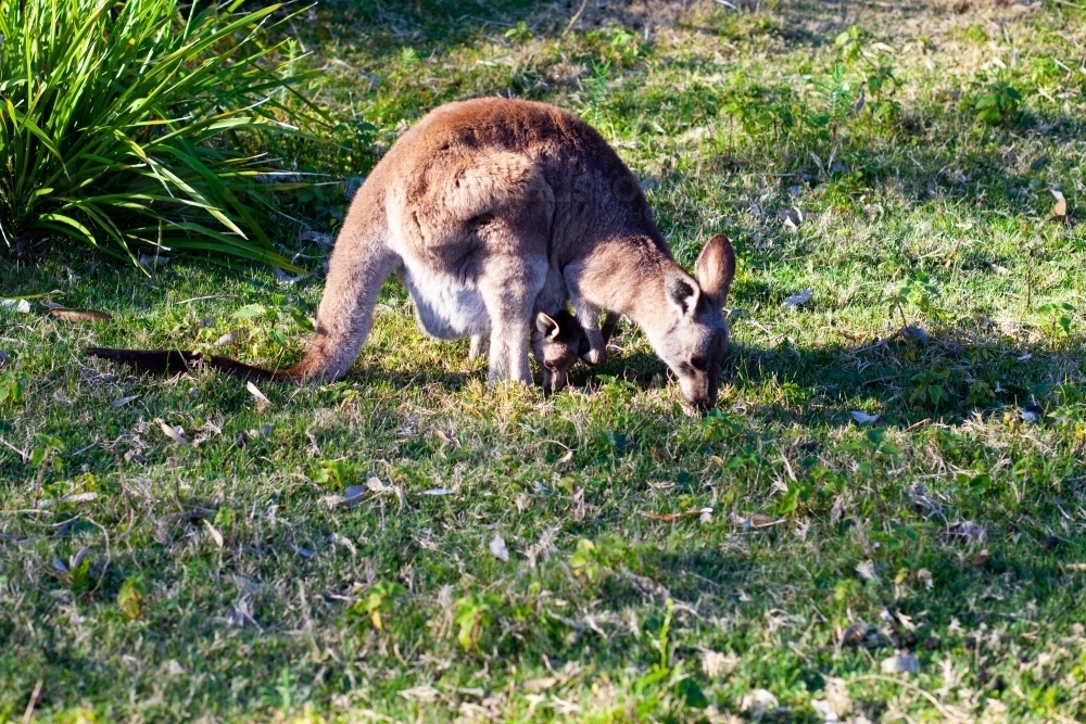 Kangaroo mum with joey - Australian Stock Image