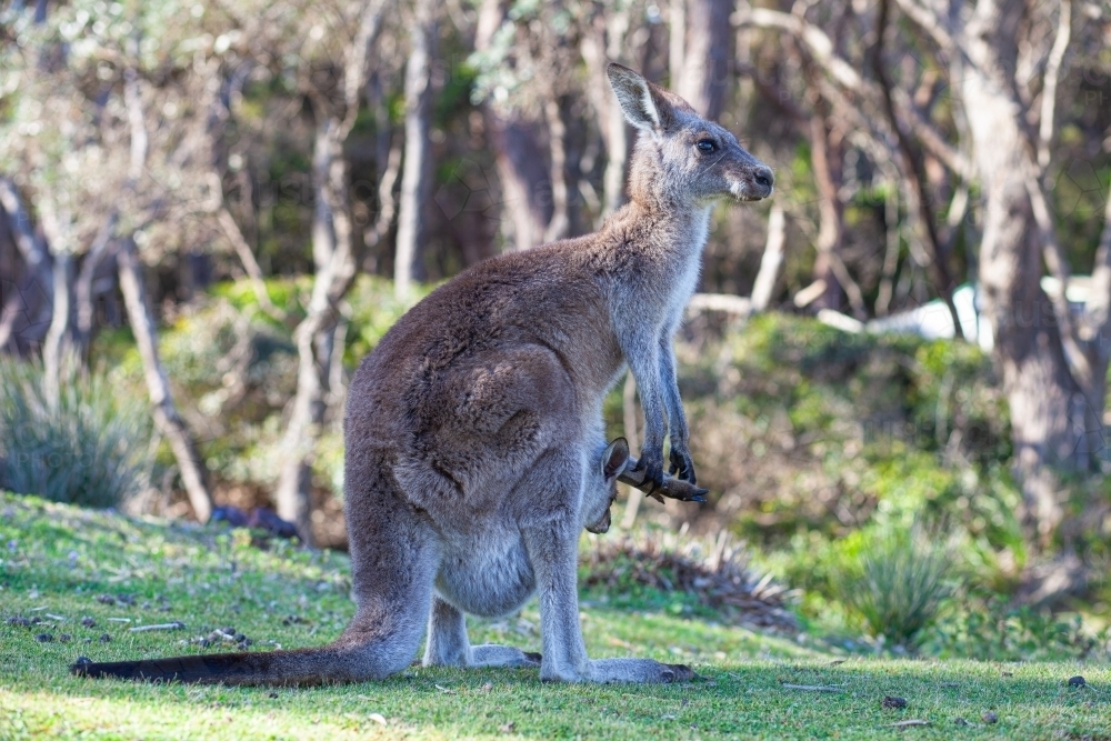 Kangaroo mum with joey in pouch - Australian Stock Image