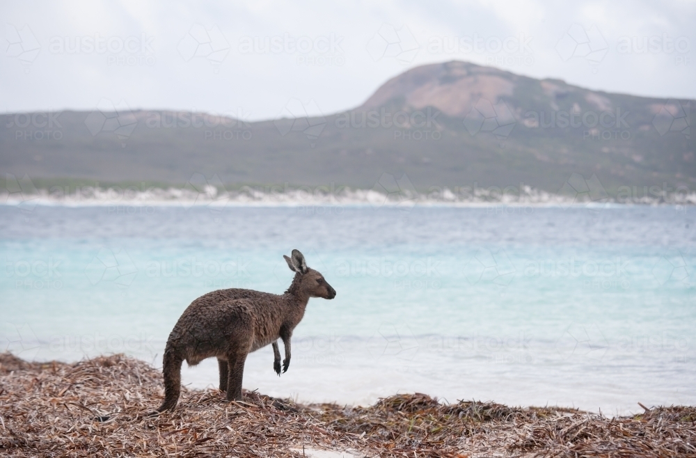 Kangaroo on a remote beach - Australian Stock Image