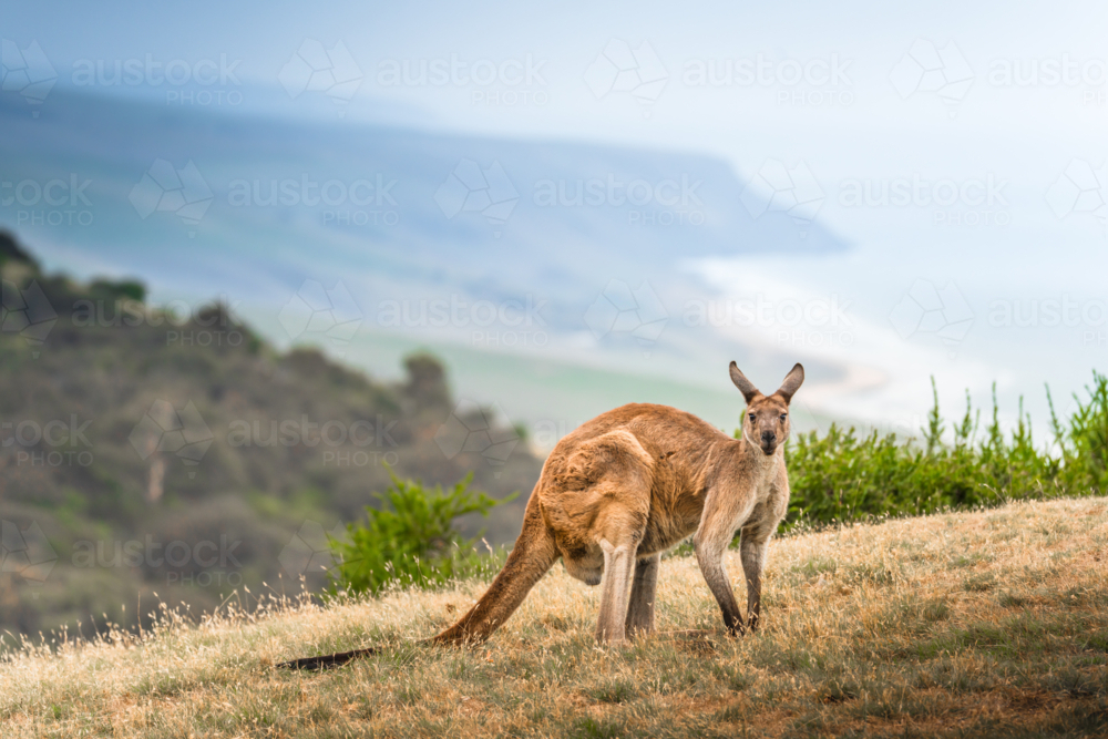 Kangaroo on the coast overlooking ocean in Deep Creek, South Australia - Australian Stock Image
