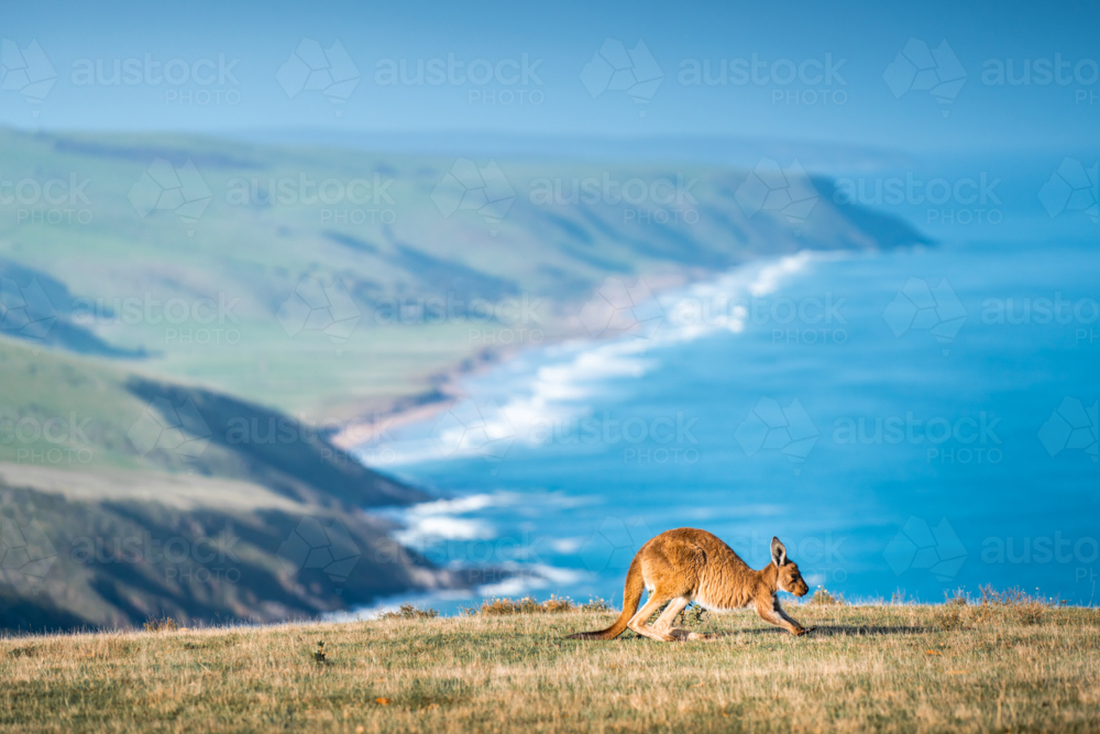 Kangaroo on the coast overlooking ocean in Deep Creek, South Australia - Australian Stock Image