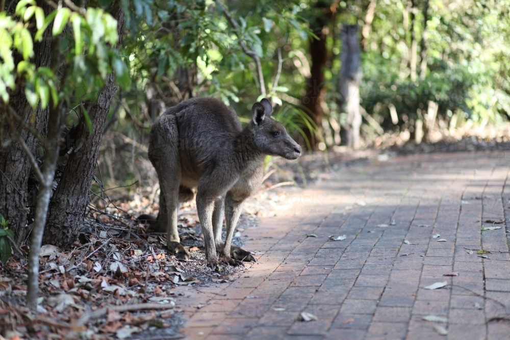 Kangaroo on the pathway - Australian Stock Image