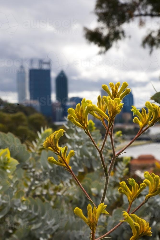 Kangaroo paw at Kings Park with Perth city skyline in distance - Australian Stock Image