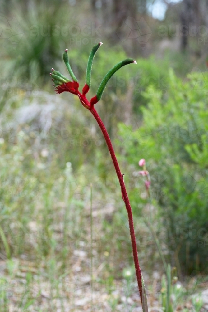 Kangaroo Paw flower In the bush - Australian Stock Image