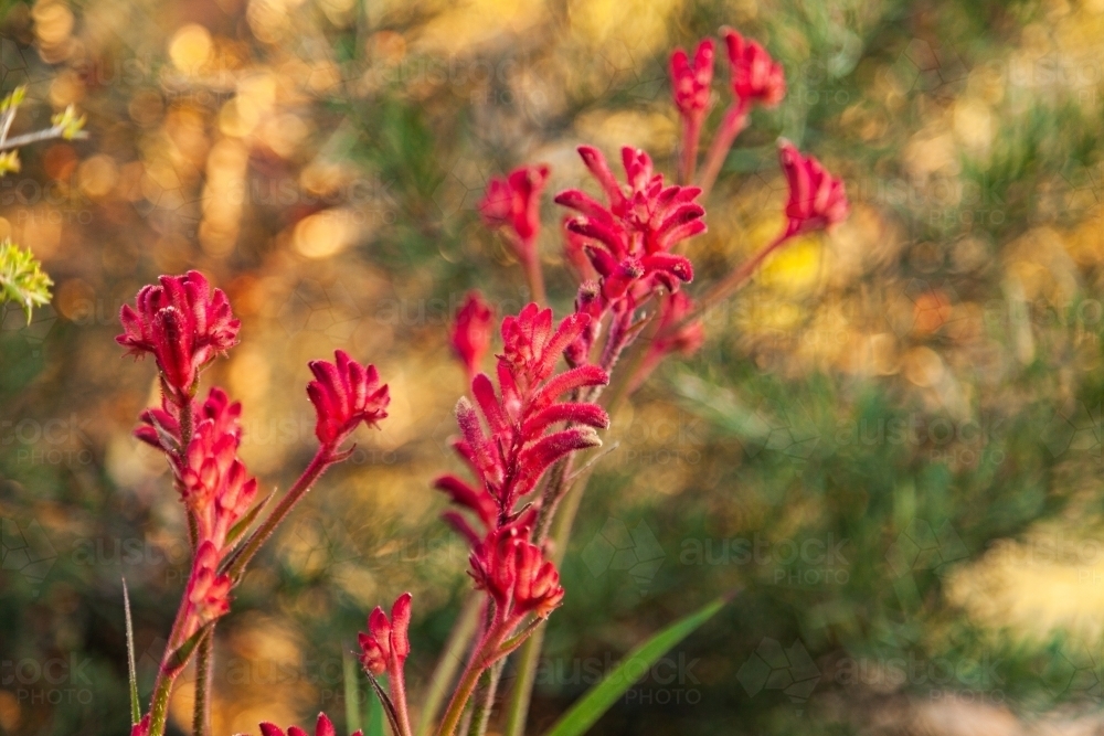 Kangaroo paw in flower - Australian Stock Image