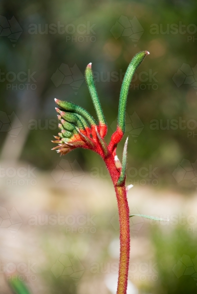Kangaroo Paw Wildflower - Australian Stock Image