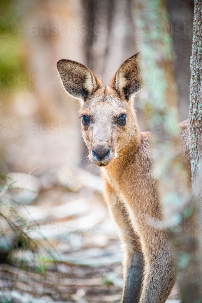 Kangaroo peaking around tree in portrait shot. - Australian Stock Image