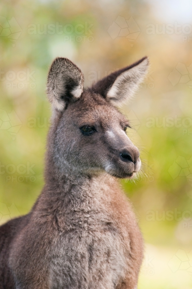 Kangaroo portrait - Australian Stock Image