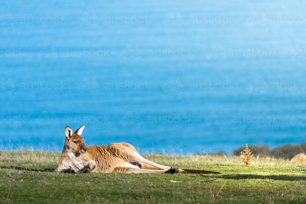 Kangaroo relaxing on the coast overlooking ocean in Deep Creek, South Australia - Australian Stock Image