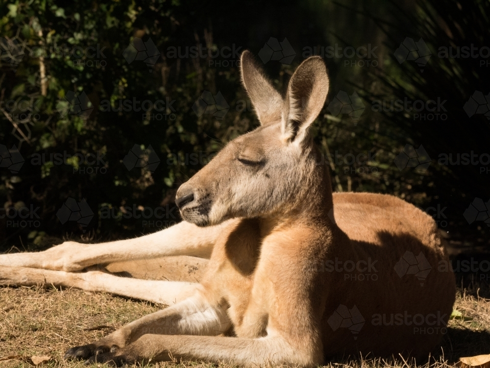 Kangaroo resting on a sunlit ground with eyes closed - Australian Stock Image