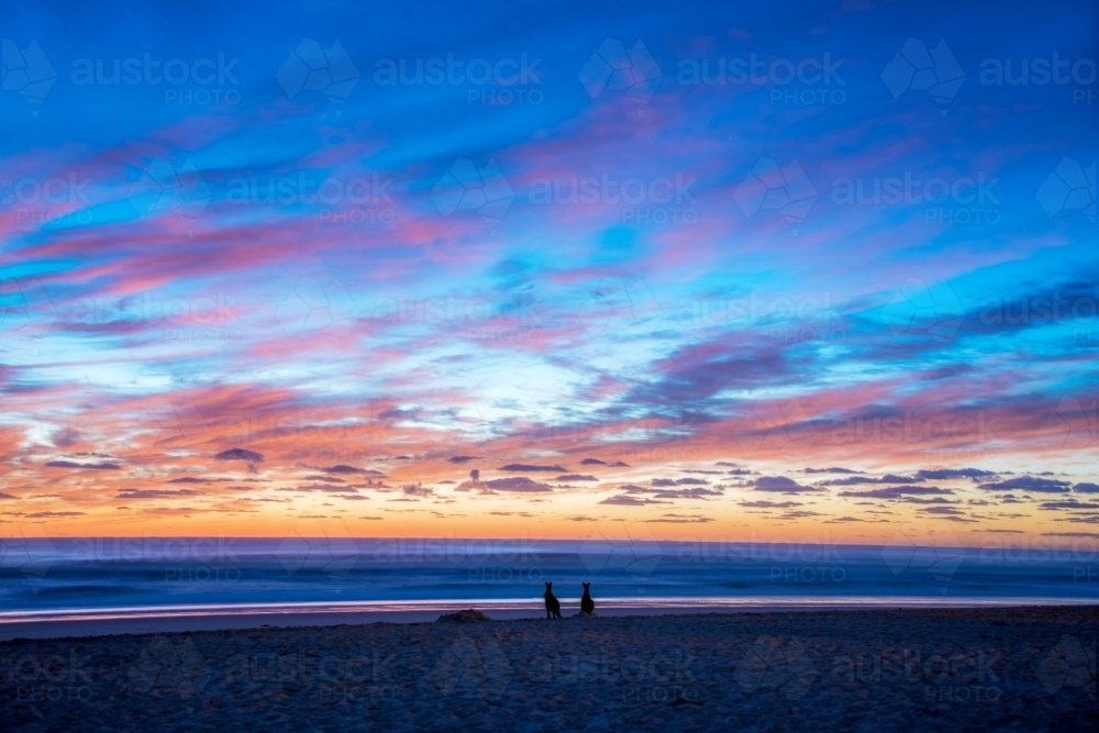 Kangaroo silhouettes at dawn on the beach. - Australian Stock Image