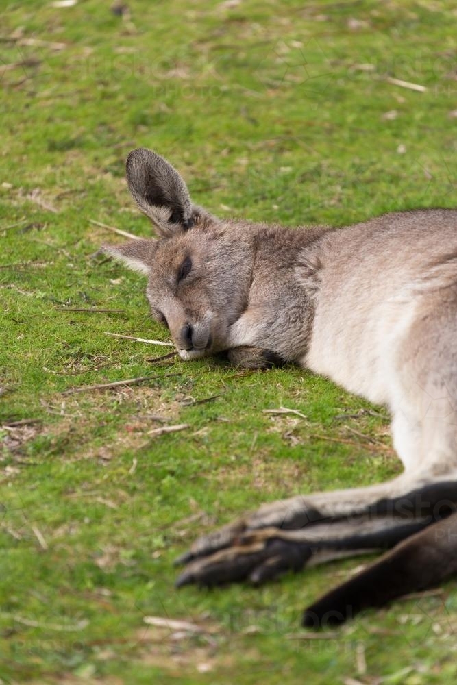 Kangaroo sleeping on grass - Australian Stock Image
