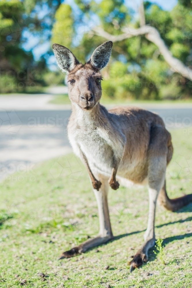 Kangaroo standing on a suburban street on sunny day - Australian Stock Image