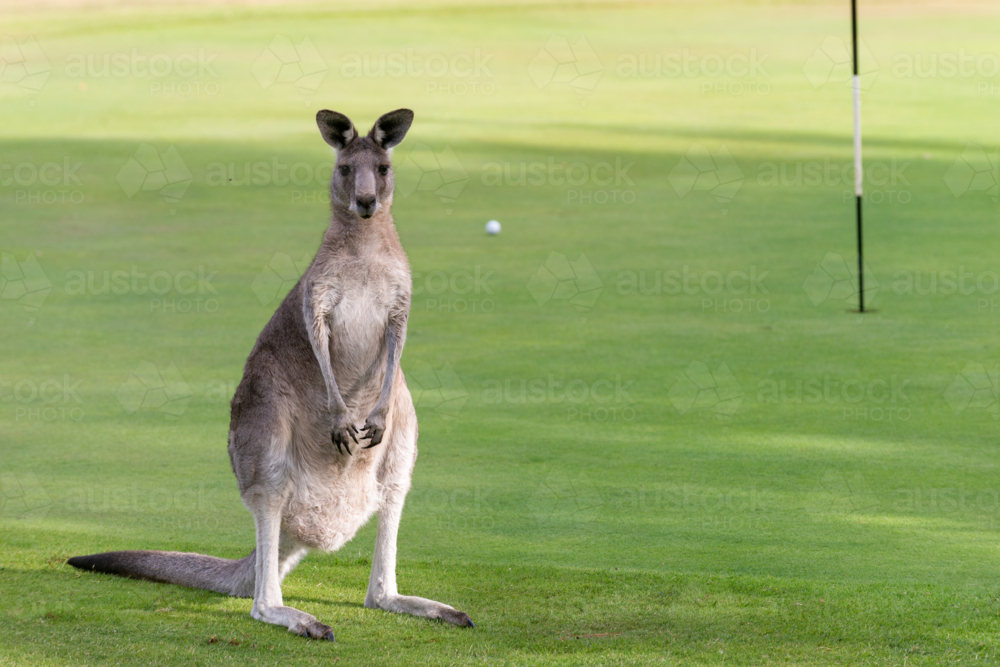 Kangaroo standing on golf green - Australian Stock Image