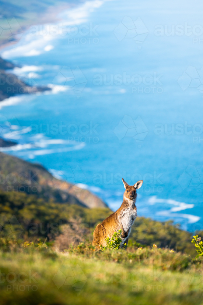 Kangaroo standing on the coast overlooking ocean in Deep Creek, South Australia - Australian Stock Image
