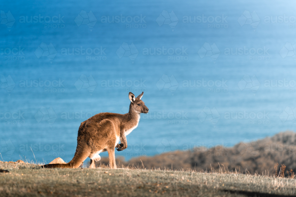 Kangaroo standing on the coast overlooking ocean in Deep Creek, South Australia - Australian Stock Image