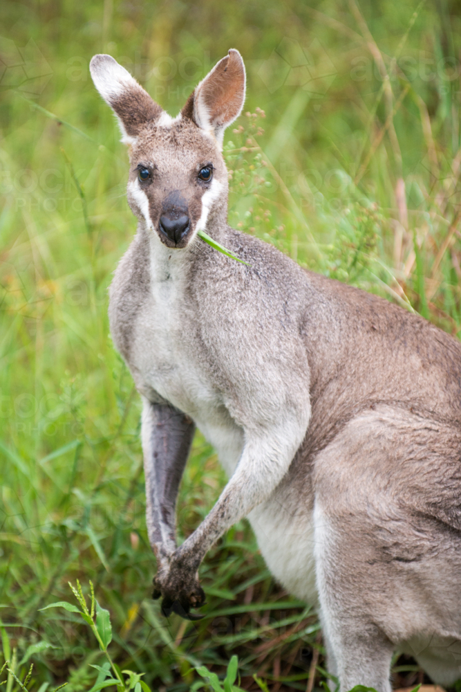 Kangaroo stands alert in green grass with a stem of grass in its mouth. - Australian Stock Image