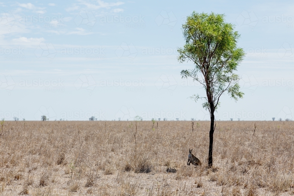 Kangaroo under tree in outback Queensland heat - Australian Stock Image