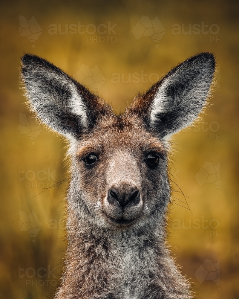 Kangaroo Up Close Portrait - Australian Stock Image