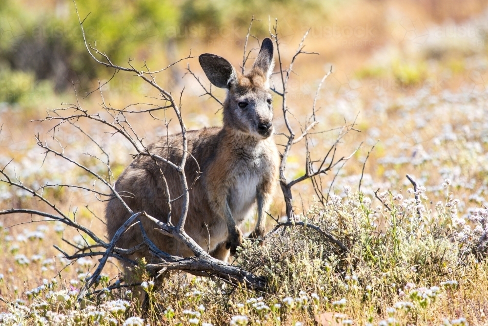 Kangaroo with a dead branch - Australian Stock Image