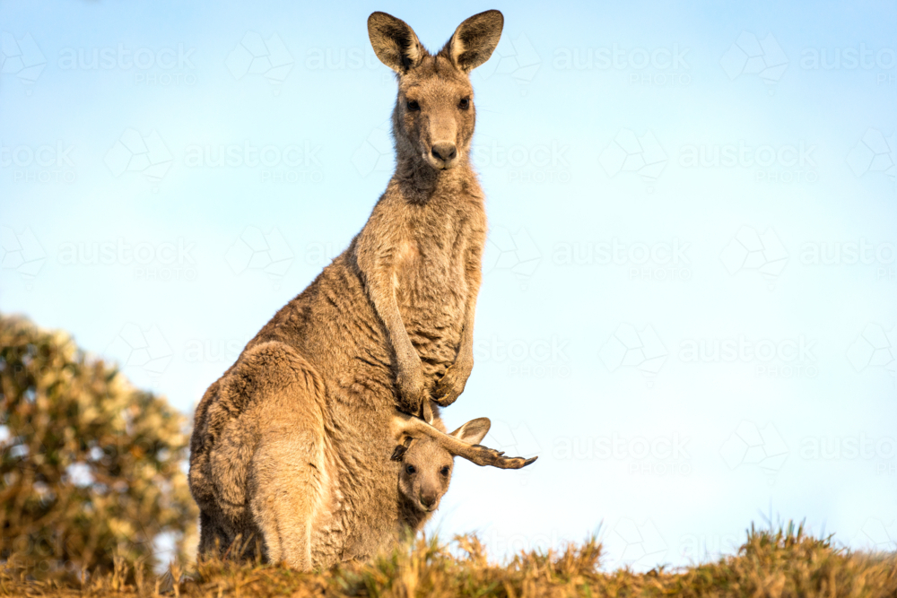 Kangaroo with a joey peeking from pouch - Australian Stock Image