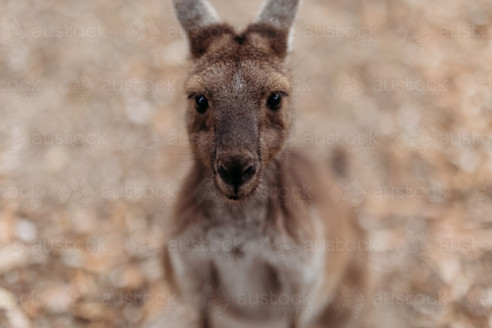 Kangaroo with a mix fur of warm brown and lighter shades with a blurry background - Australian Stock Image