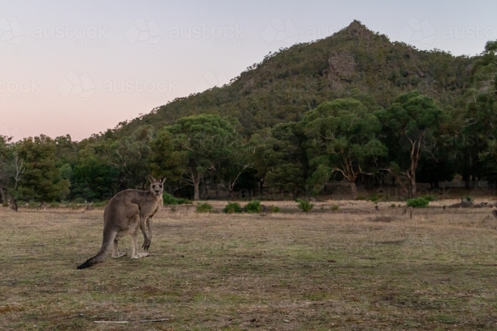 Kangaroo with hill in background - Australian Stock Image