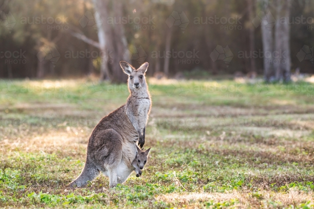 Kangaroo with joey in her pouch in the morning light in open bushland. - Australian Stock Image