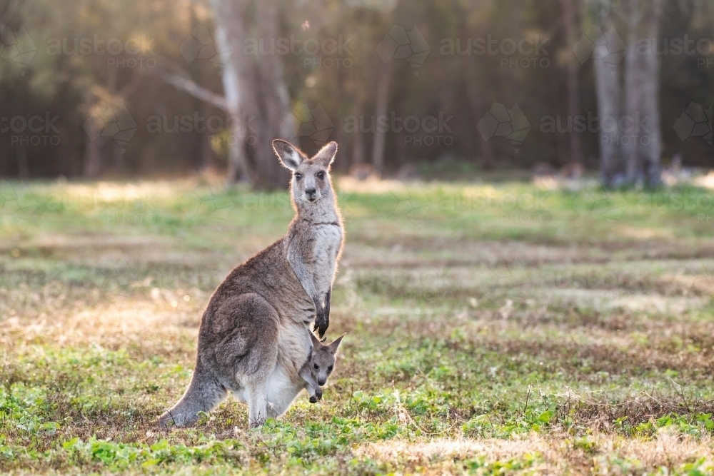 Kangaroo with joey in her pouch looking at camera in the morning light in open bushland. - Australian Stock Image