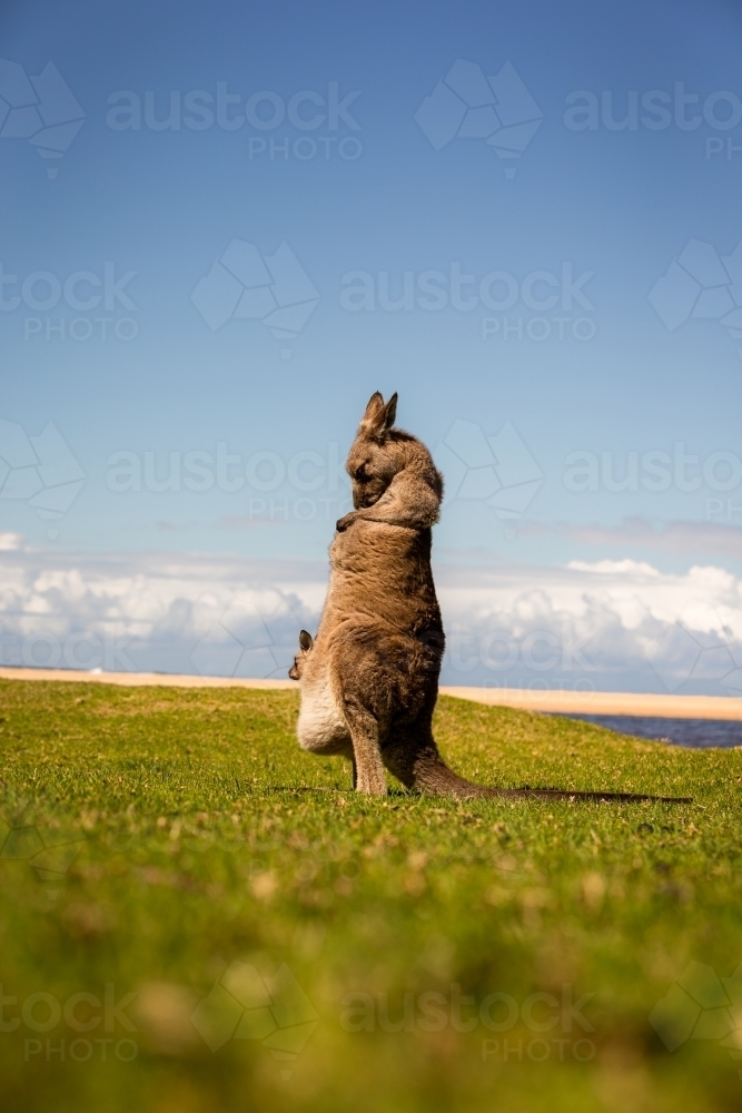 Kangaroo with joey in pouch on grass with beach background - Australian Stock Image