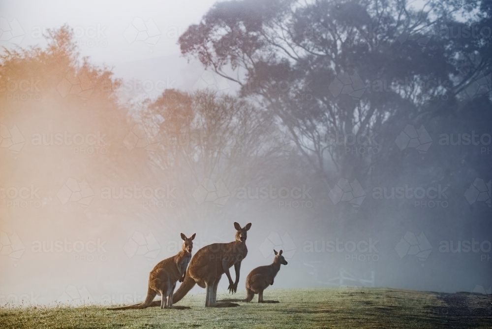 Kangaroos at Dawn - Australian Stock Image