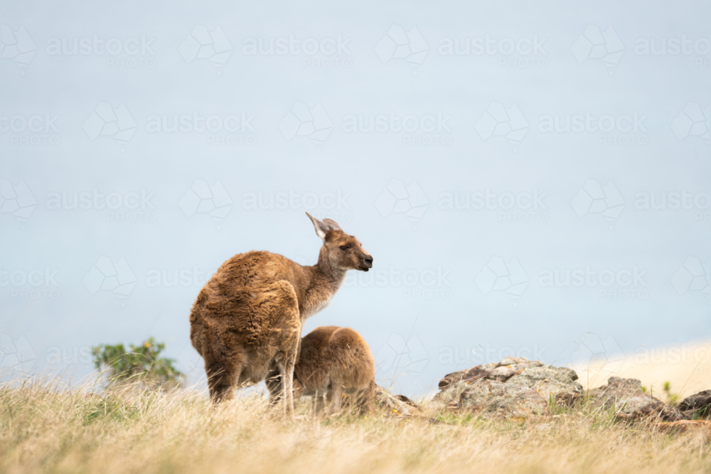 Kangaroos at Deep Creek, South Australia - Australian Stock Image