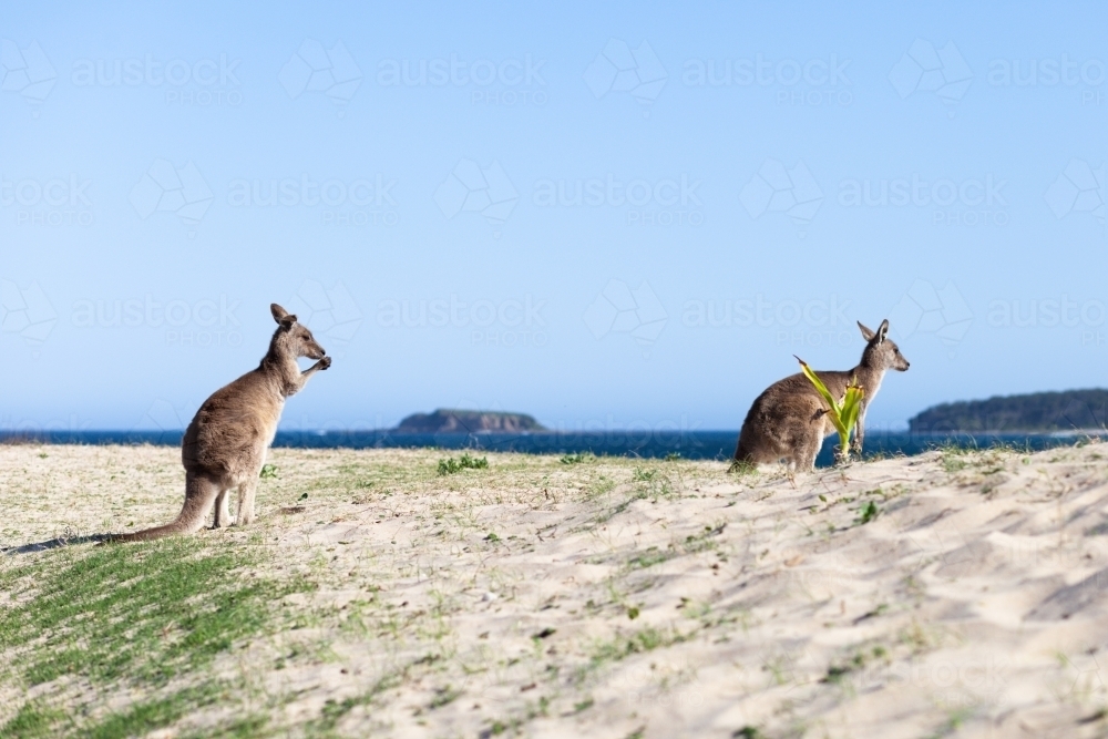 Kangaroos at the beach - Australian Stock Image