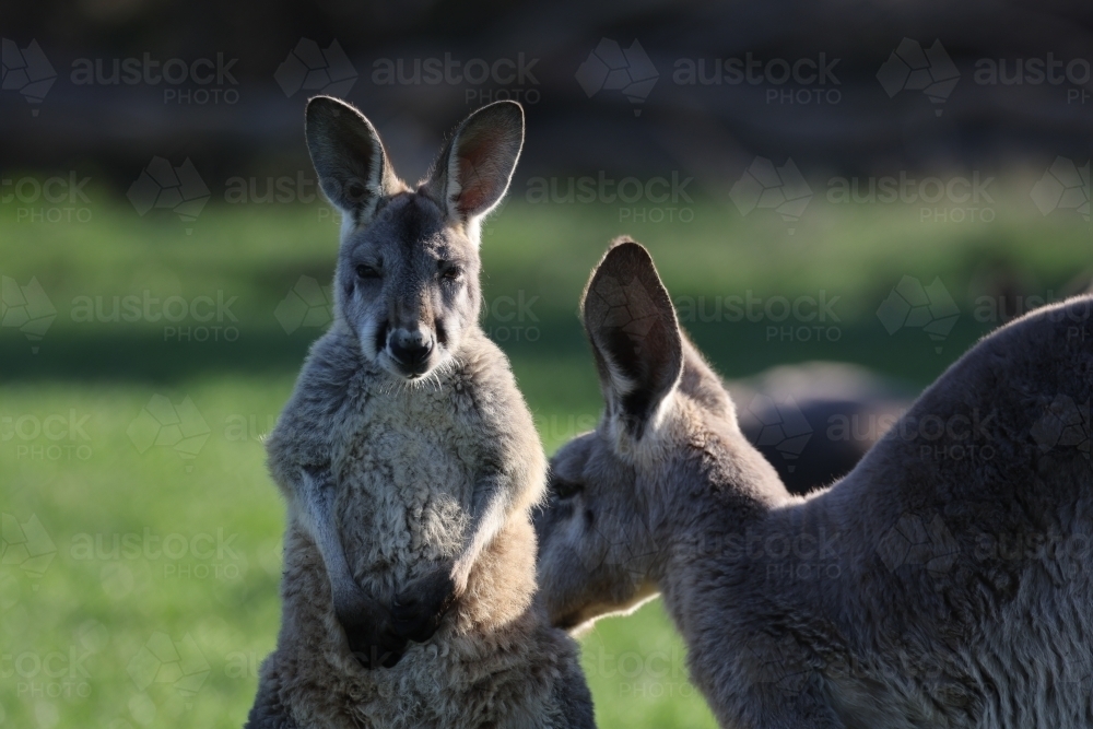 Kangaroos close up - Australian Stock Image