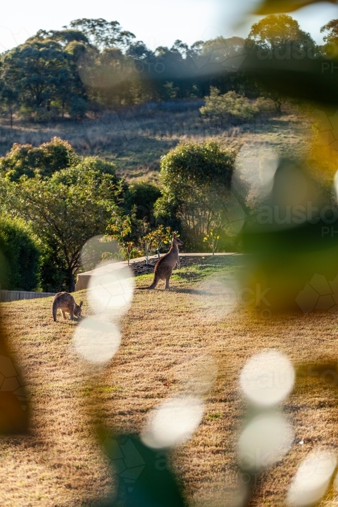 Kangaroos coming up to lawn to graze in evening with foreground tree blur - Australian Stock Image