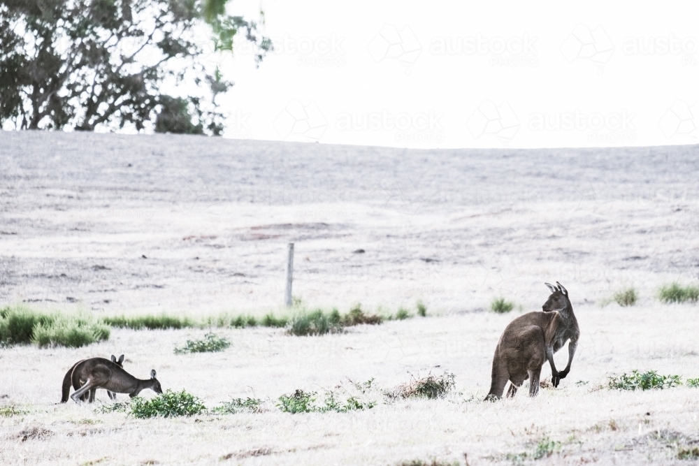 Kangaroos feeding off grass in a remote open field in soft light - Australian Stock Image
