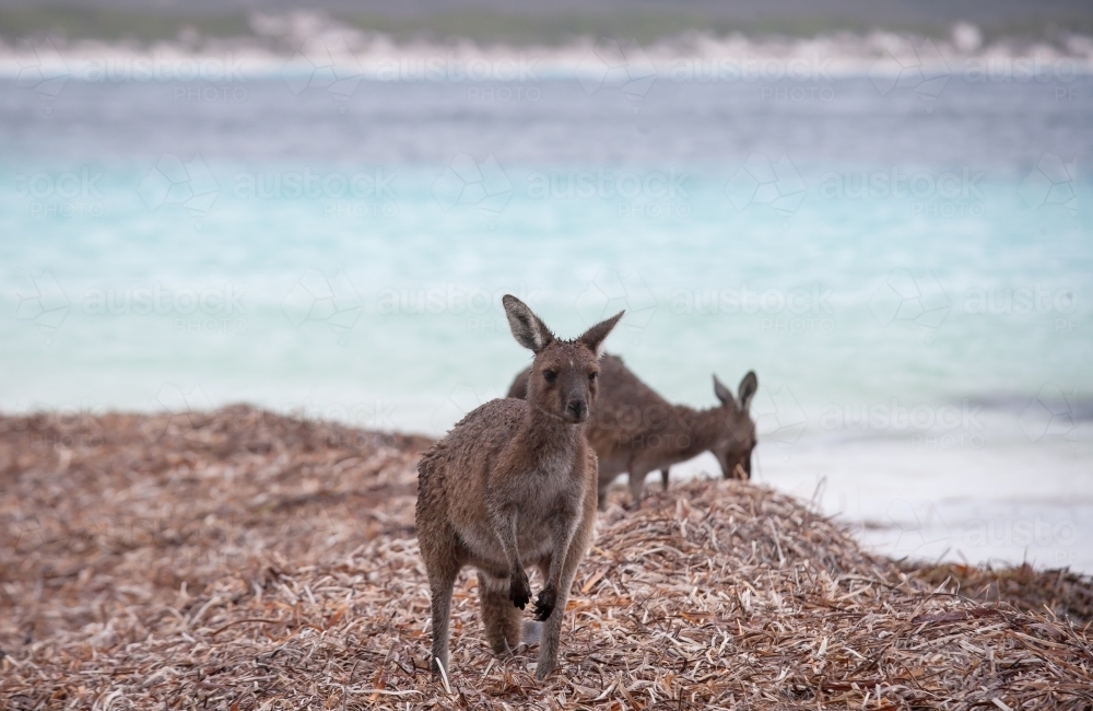 Kangaroos feeding on a remote beach - Australian Stock Image
