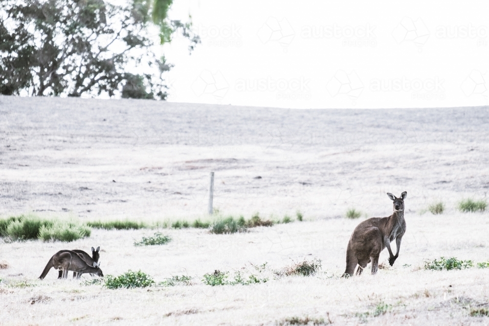 Kangaroos grazing in a open field in soft light - Australian Stock Image
