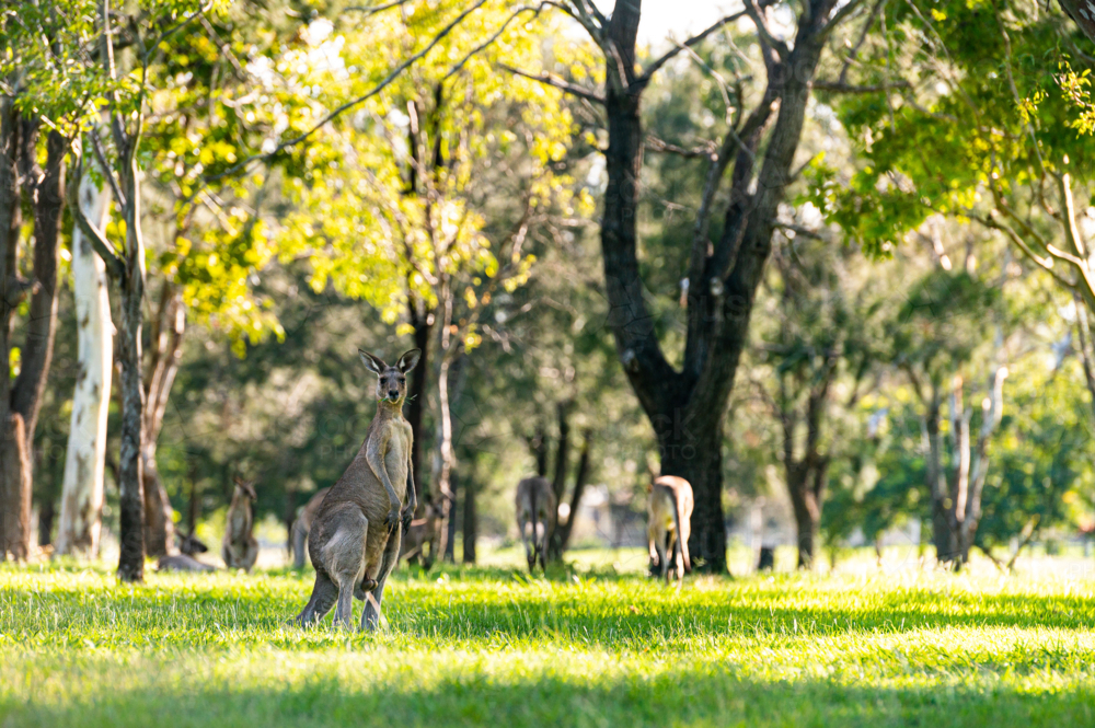 Kangaroos grazing vibrant green grass in the summer under tree shade on a golf course - Australian Stock Image