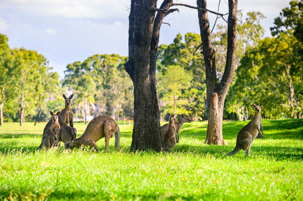 Kangaroos grazing vibrant green grass in the summer under tree shade on a golf course - Australian Stock Image