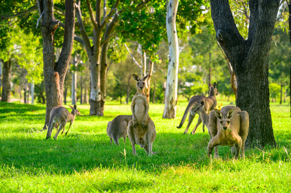 Kangaroos grazing vibrant green grass in the summer under tree shade on a golf course - Australian Stock Image
