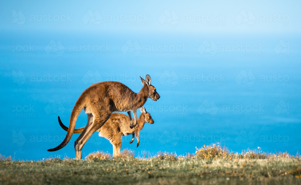 Kangaroos hoping on the coast overlooking ocean in Deep Creek, South Australia - Australian Stock Image