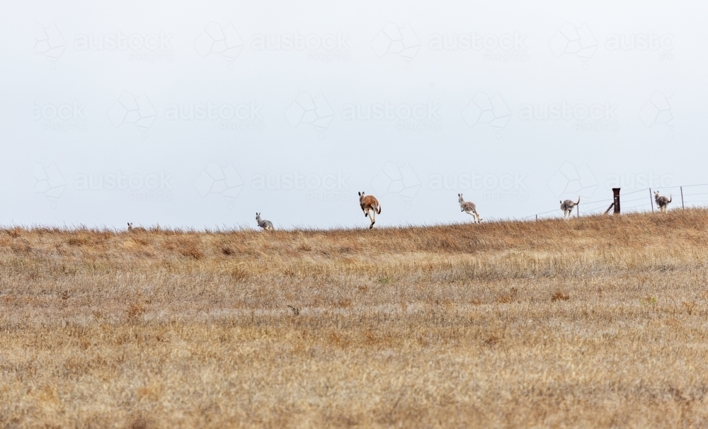 kangaroos hopping away over a hill - Australian Stock Image
