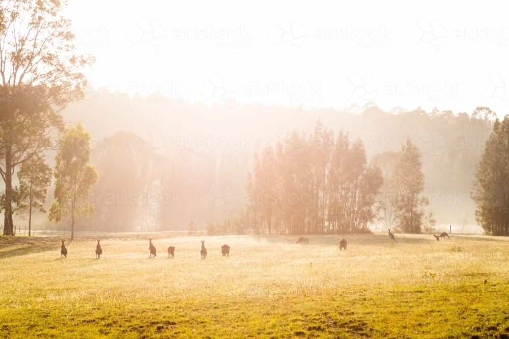 Kangaroos in a grassy field at sunrise - Australian Stock Image