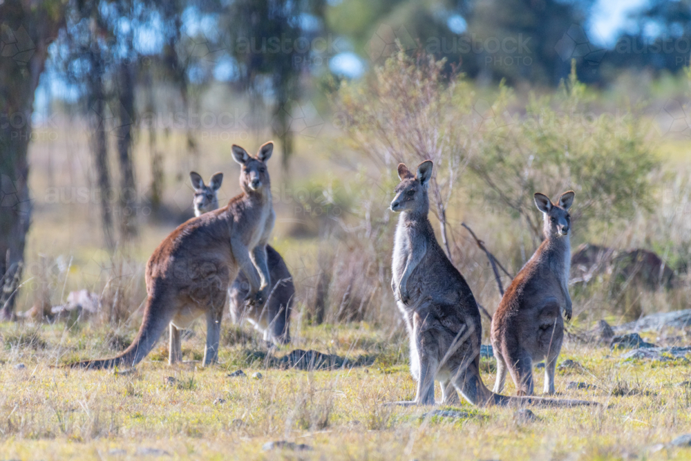 Kangaroos in a paddock in Emmaville, New South Wales - Australian Stock Image