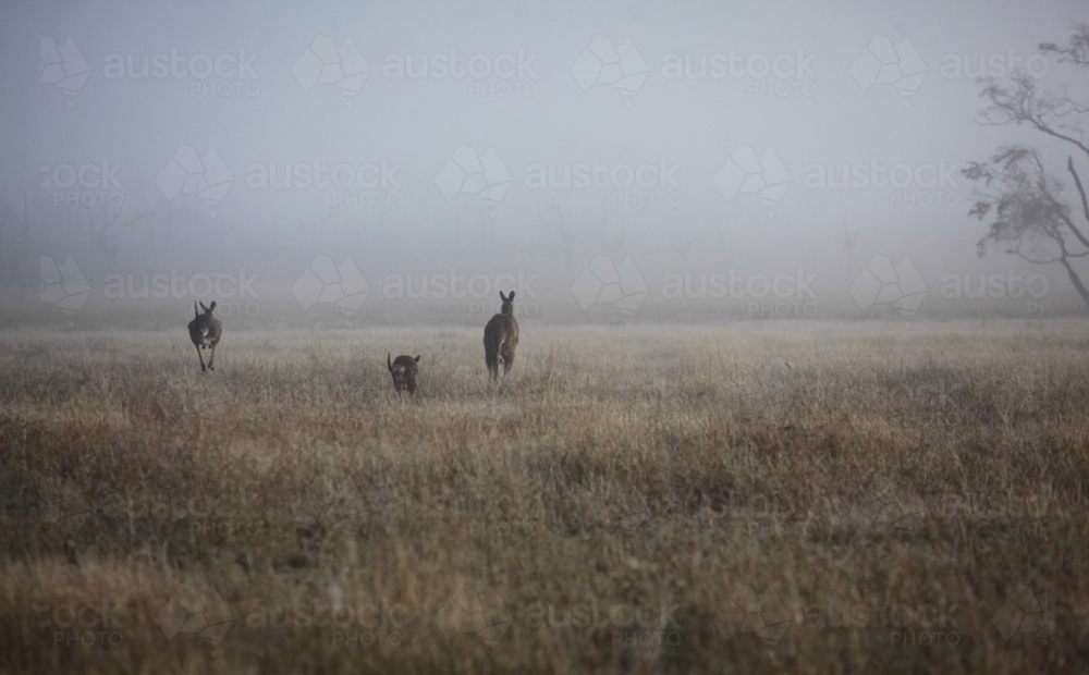 Kangaroos in landscape.  In to the mist.  Kangaroos in early morning mist. - Australian Stock Image