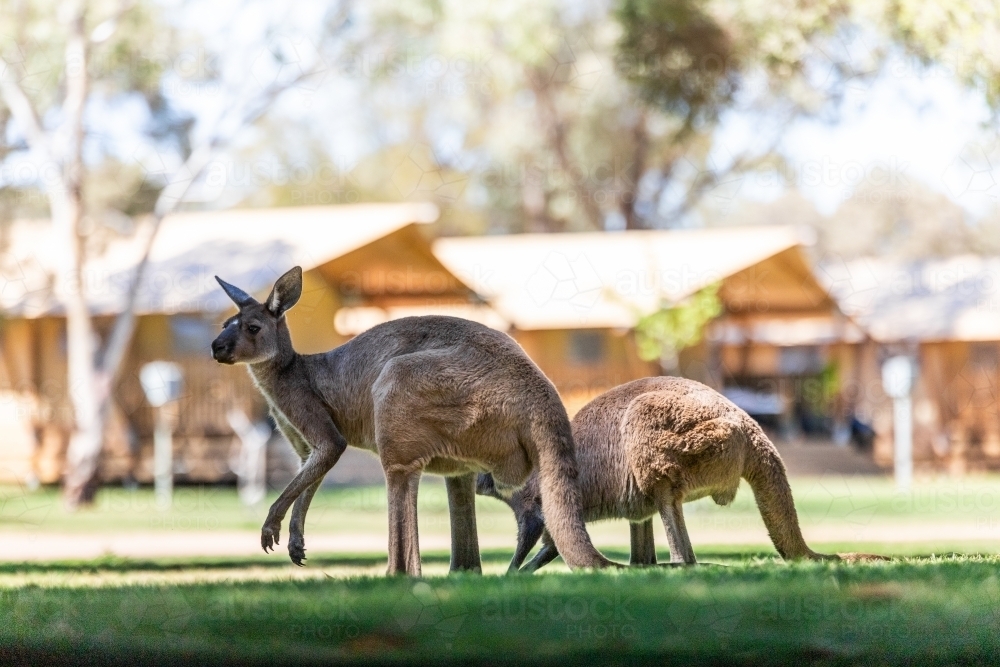 Kangaroos in park - Australian Stock Image