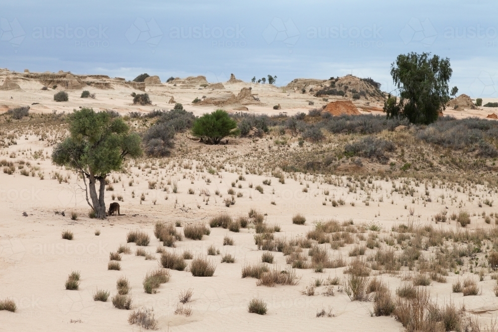 Kangaroos in the desert - Australian Stock Image