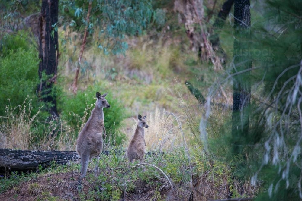Kangaroos in the wild in the Warrumbungle National Park - Australian Stock Image