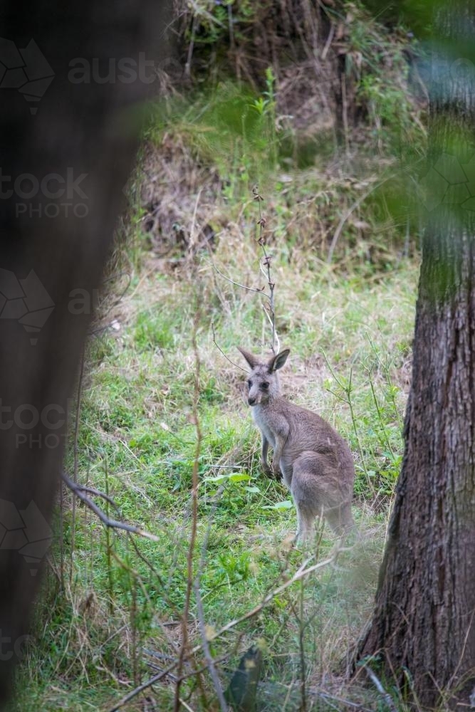 Kangaroos in the wild in the Warrumbungle National Park - Australian Stock Image